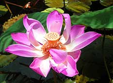 lotus-flower_bloom