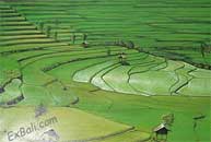 Rice terrace in Bali Art