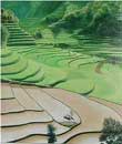 Rice terrace landscape painting